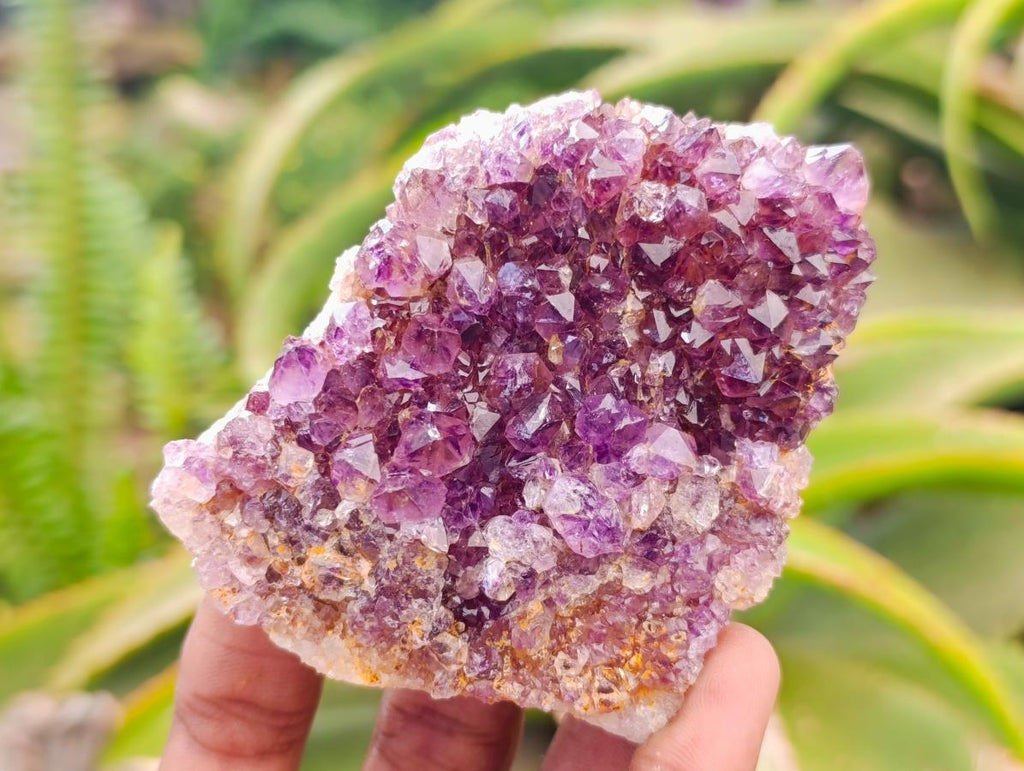 Natural Amethystos Amethyst Clusters x 6 From Kwaggafontein, South Africa