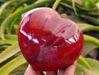 Polished Red Podocarpus Petrified Wood Hearts x 2 From Mahajanga, Madagascar