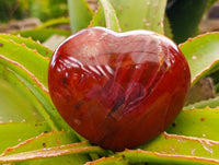 Polished Red Podocarpus Petrified Wood Hearts x 2 From Mahajanga, Madagascar