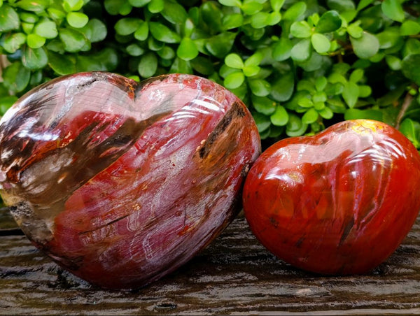 Polished Red Podocarpus Petrified Wood Hearts x 2 From Mahajanga, Madagascar