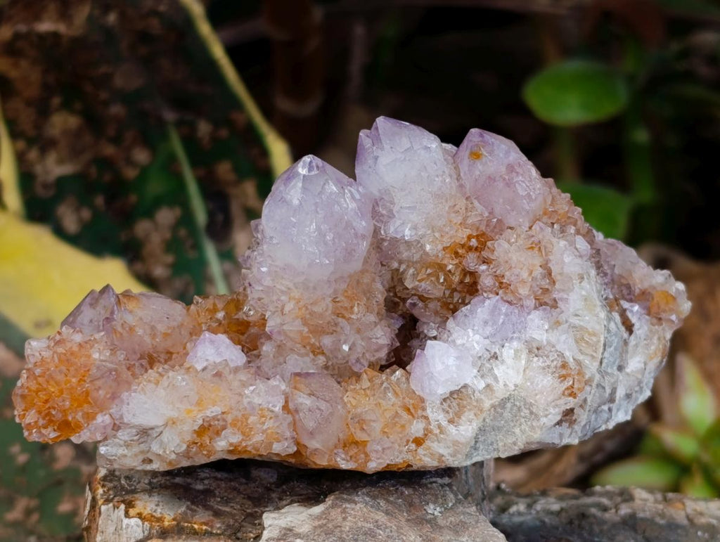 Natural Amethyst and Ametrine Spirit Clusters x 3 From Boekenhouthoek, South Africa - Toprock Gemstones and Minerals 