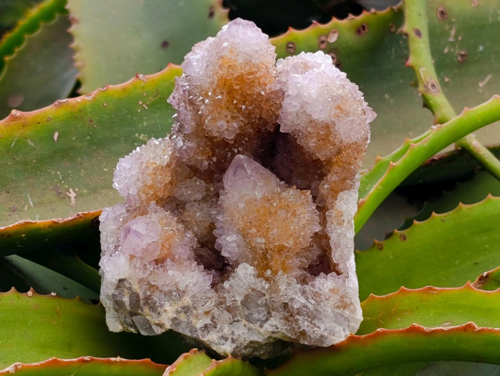 Natural Amethyst and Ametrine Spirit Clusters x 3 From Boekenhouthoek, South Africa - Toprock Gemstones and Minerals 