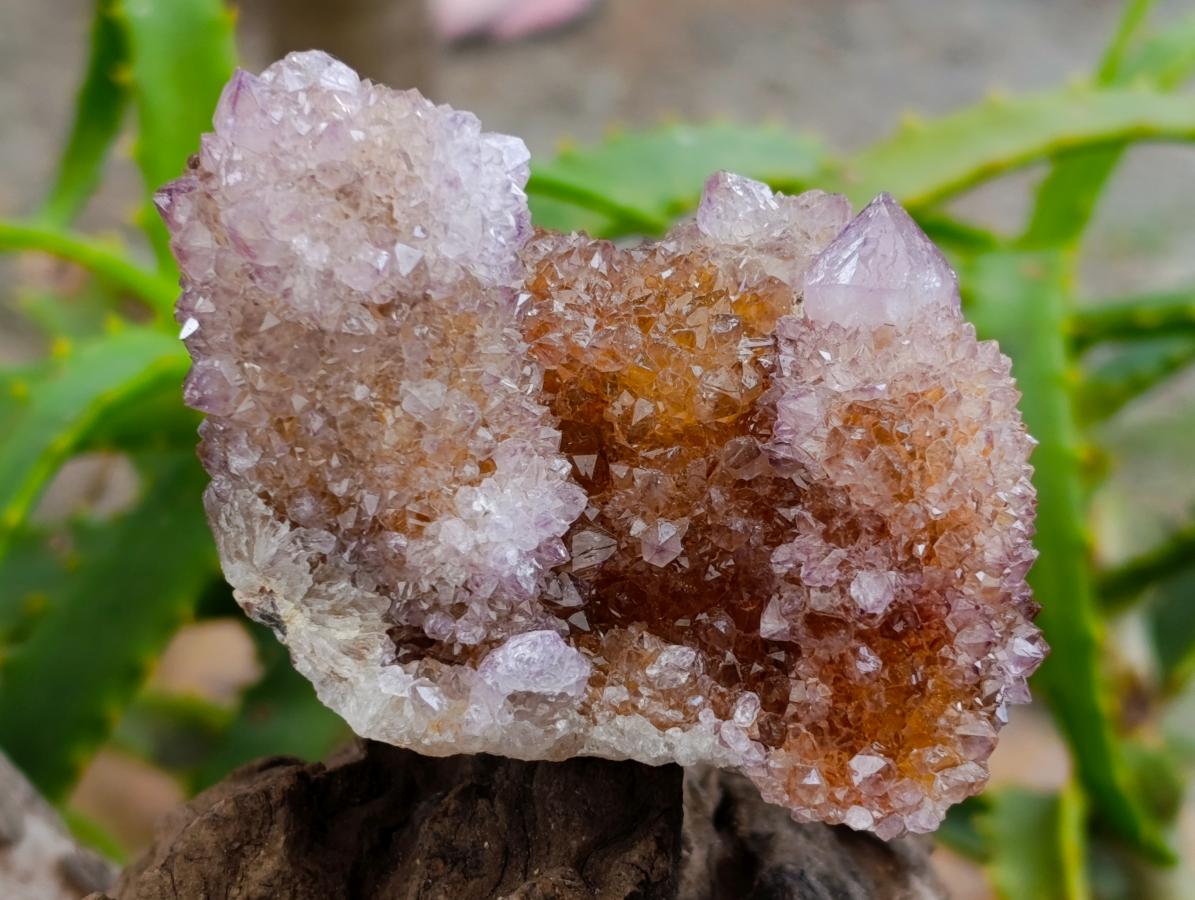 Natural Amethyst and Ametrine Spirit Clusters x 3 From Boekenhouthoek, South Africa - Toprock Gemstones and Minerals 