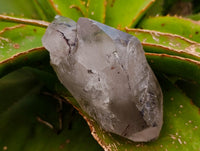 Natural Smokey Quartz Crystals x 3 From Mulanje, Malawi