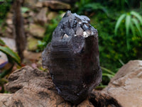 Natural Smokey Quartz Crystals x 3 From Mulanje, Malawi