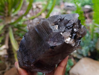 Natural Smokey Quartz Crystals x 3 From Mulanje, Malawi