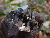 Natural Smokey Quartz Crystals x 3 From Mulanje, Malawi
