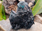 Natural XL Libethenite Crystals On Dolomite Matrix Specimen x 1 From Shituru, Congo