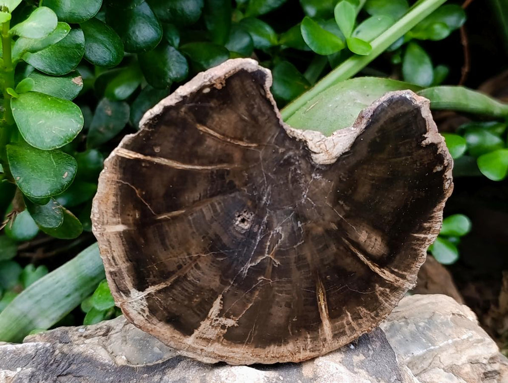 Polished On One Side Petrified Wood Tree Branches x 3 From Gokwe, Zimbabwe
