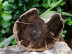 Polished On One Side Petrified Wood Tree Branches x 3 From Gokwe, Zimbabwe