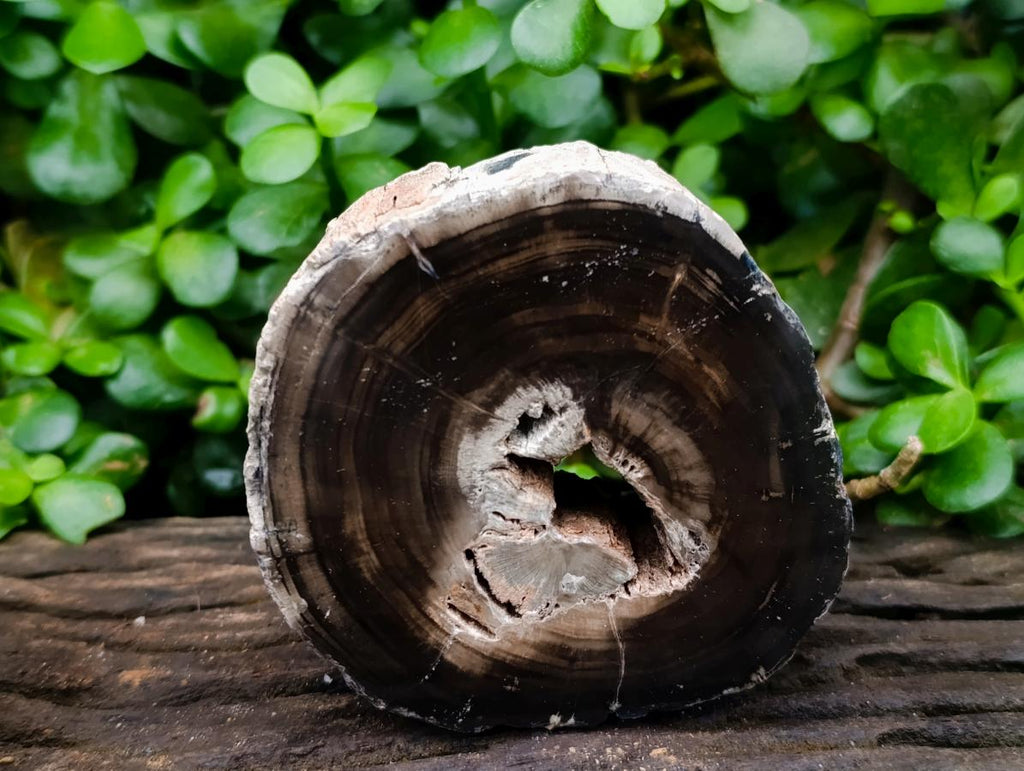 Polished On One Side Petrified Wood Tree Branches x 3 From Gokwe, Zimbabwe