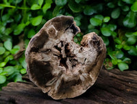 Polished On One Side Petrified Wood Tree Branches x 3 From Gokwe, Zimbabwe