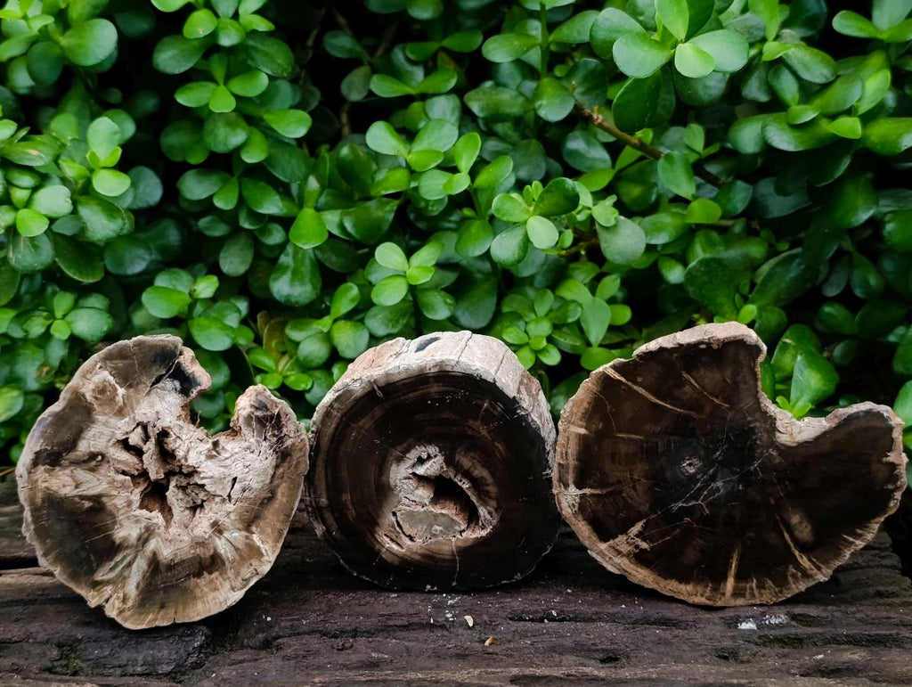 Polished On One Side Petrified Wood Tree Branches x 3 From Gokwe, Zimbabwe