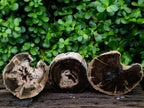 Polished On One Side Petrified Wood Tree Branches x 3 From Gokwe, Zimbabwe