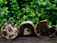 Polished On One Side Petrified Wood Tree Branches x 3 From Gokwe, Zimbabwe