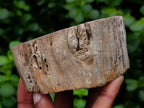 Polished On One Side Petrified Wood Tree Branches x 3 From Gokwe, Zimbabwe