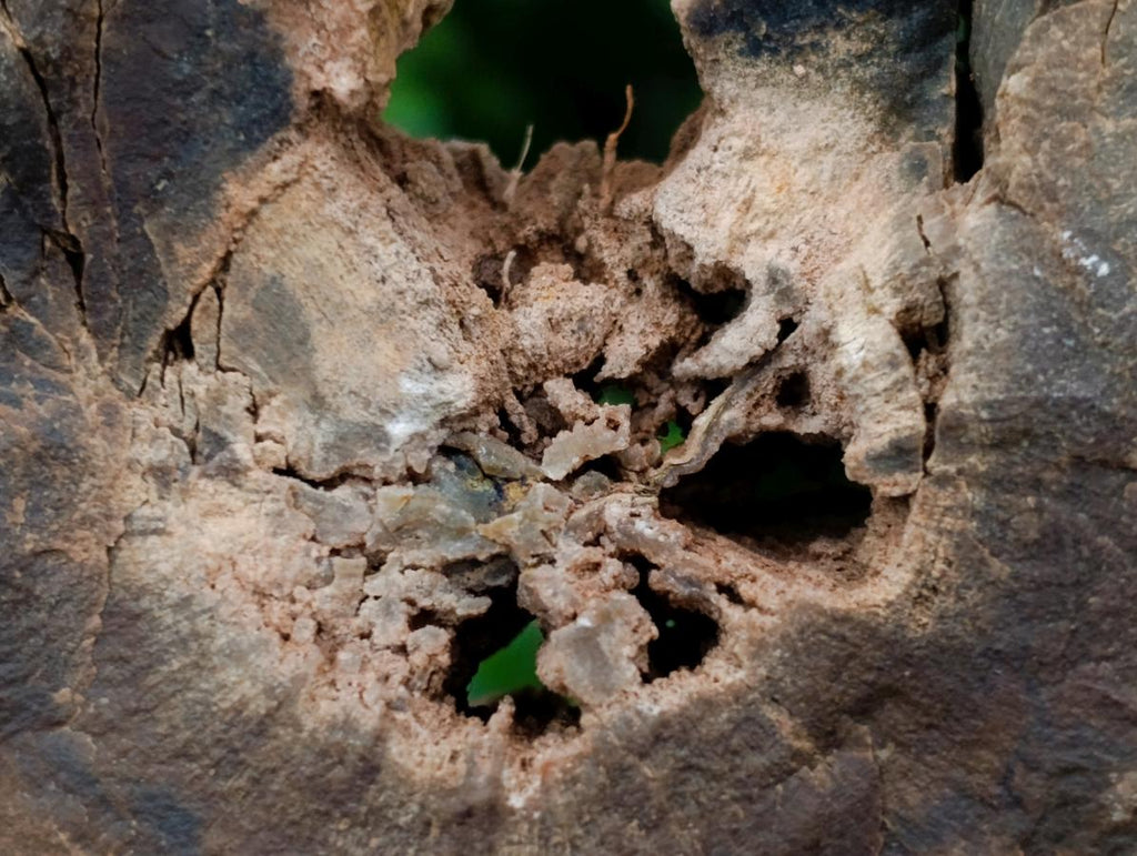 Polished On One Side Petrified Wood Tree Branches x 3 From Gokwe, Zimbabwe