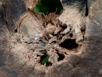 Polished On One Side Petrified Wood Tree Branches x 3 From Gokwe, Zimbabwe