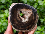 Polished On One Side Petrified Wood Tree Branches x 3 From Gokwe, Zimbabwe