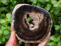 Polished On One Side Petrified Wood Tree Branches x 3 From Gokwe, Zimbabwe