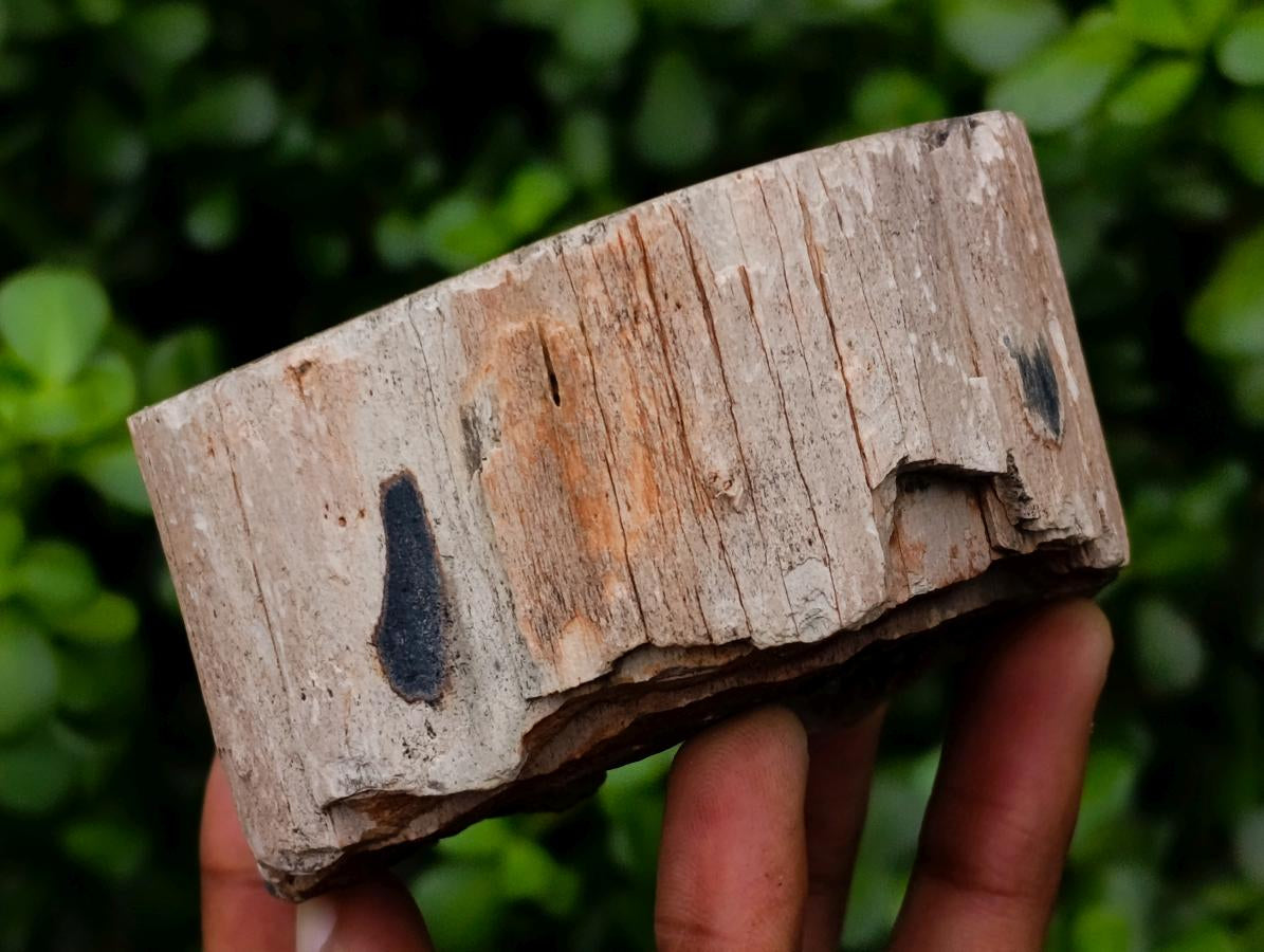 Polished On One Side Petrified Wood Tree Branches x 3 From Gokwe, Zimbabwe