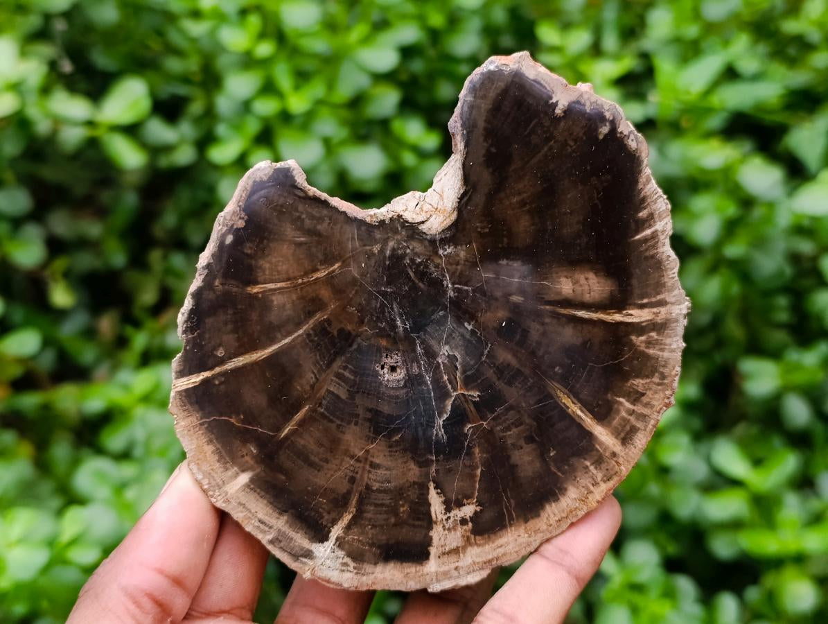 Polished On One Side Petrified Wood Tree Branches x 3 From Gokwe, Zimbabwe