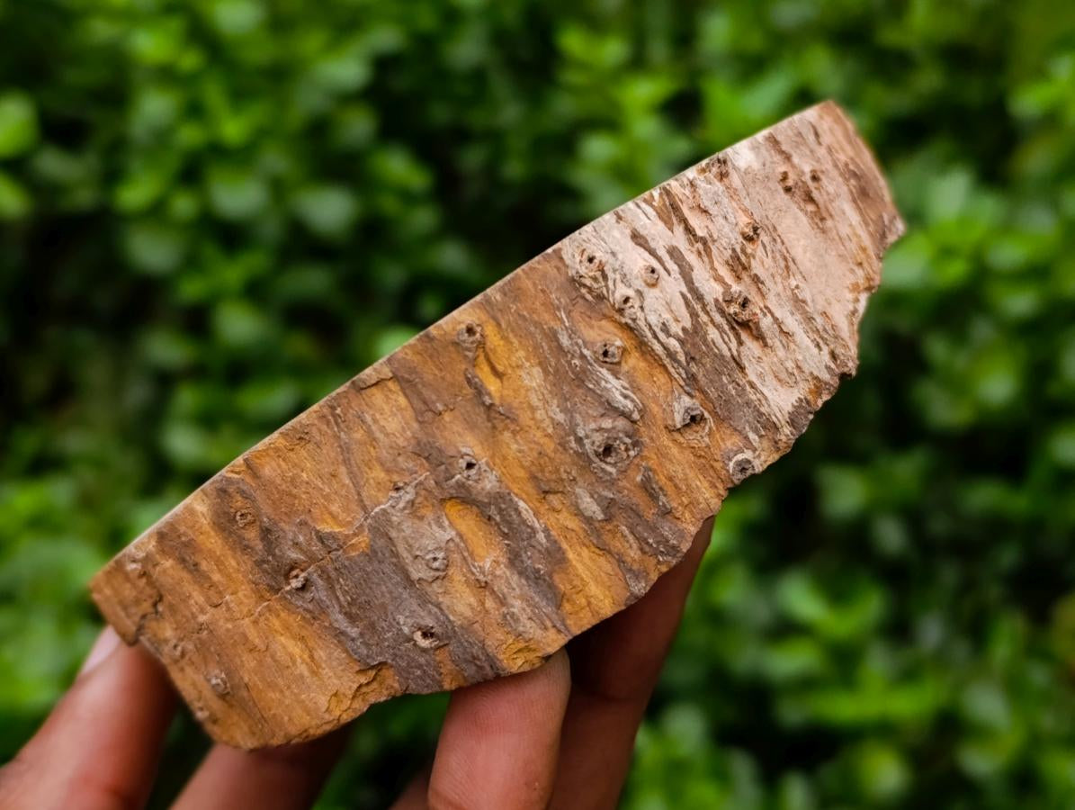 Polished On One Side Petrified Wood Tree Branches x 3 From Gokwe, Zimbabwe