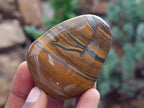Polished Jumbo Golden Tigers Eye with Banded Iron Stone Free Forms x 12 From Prieska, South Africa