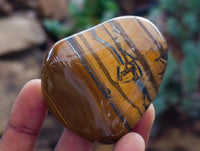 Polished Jumbo Golden Tigers Eye with Banded Iron Stone Free Forms x 12 From Prieska, South Africa