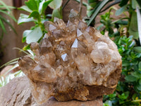Natural XL Clear Smokey Citrine Quartz Cluster x 1 From Luena, Congo
