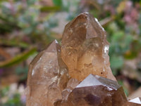 Natural XL Clear Smokey Citrine Quartz Cluster x 1 From Luena, Congo