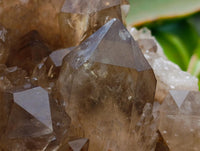 Natural XL Clear Smokey Citrine Quartz Cluster x 1 From Luena, Congo