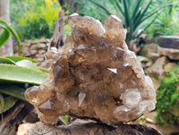 Natural XL Clear Smokey Citrine Quartz Cluster x 1 From Luena, Congo