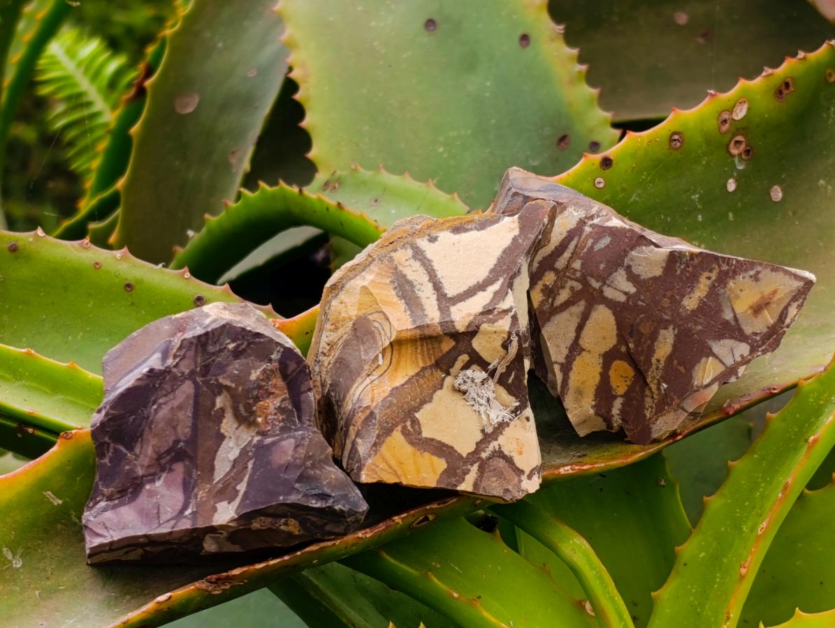 Natural Nguni Jasper Cobbed Specimens x 24 From Northern Cape, South Africa