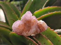 Natural Amethyst and Ametrine Spirit Clusters x 12 From Boekenhouthoek, South Africa
