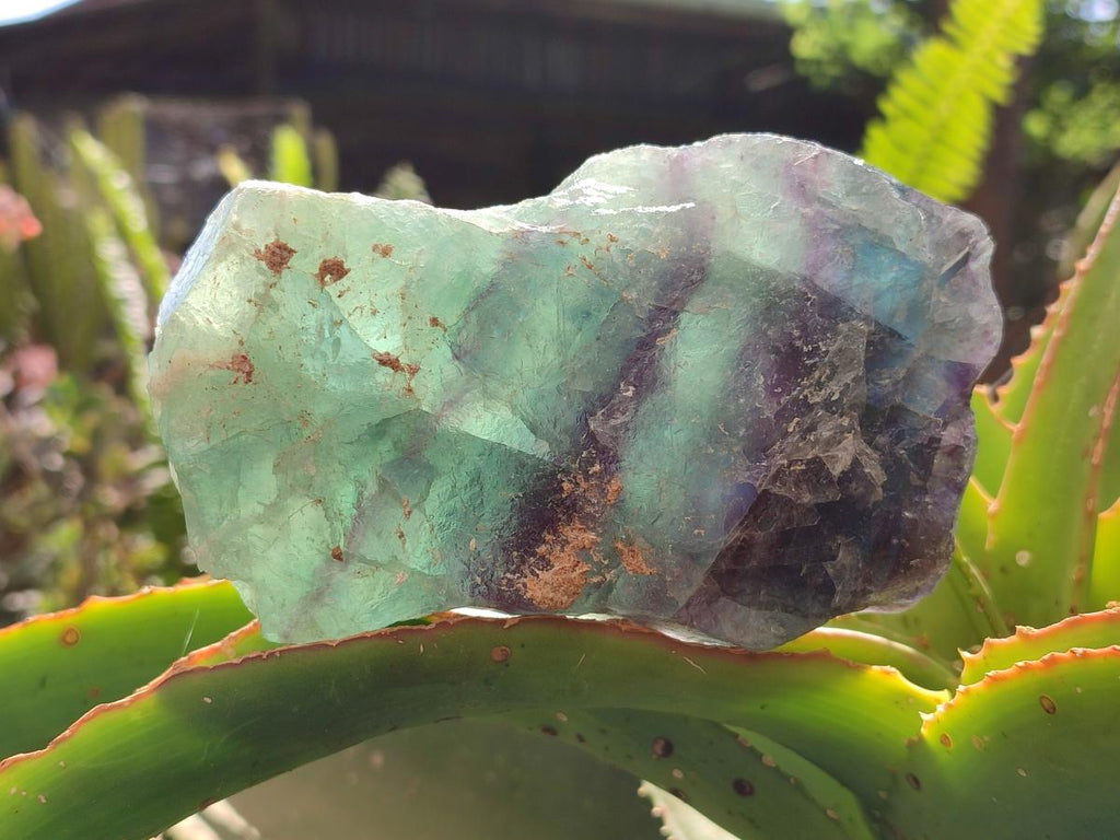 Natural Watermelon Fluorite Cobbed Specimens x 4 From Uis, Namibia