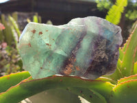 Natural Watermelon Fluorite Cobbed Specimens x 4 From Uis, Namibia