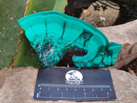 Polished Flower Banded Malachite Slices x 4 From Congo