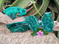 Polished Flower Banded Malachite Slices x 4 From Congo