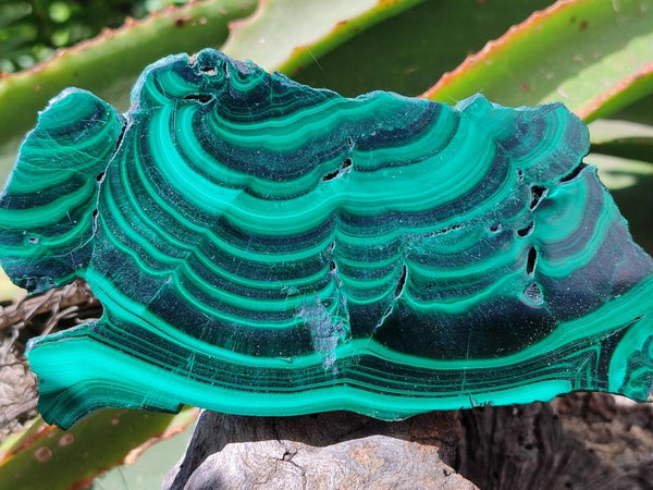 Polished Flower Banded Malachite Slices x 4 From Congo