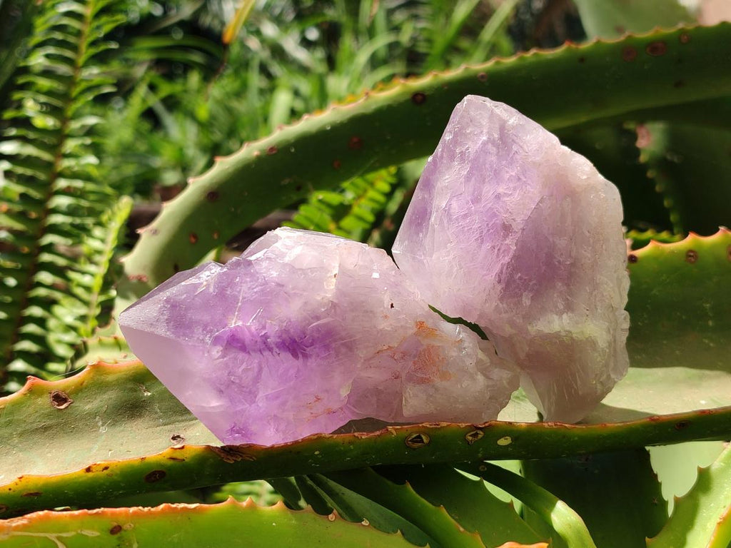 Natural Jacaranda Amethyst Single Crystals x 12 From Mumbwa, Zambia