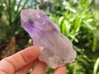 Natural Jacaranda Amethyst Single Crystals x 12 From Mumbwa, Zambia