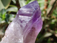 Natural Jacaranda Amethyst Single Crystals x 12 From Mumbwa, Zambia
