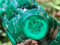 Polished Flower Banded Malachite Free Forms x 3 From Congo