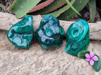 Polished Flower Banded Malachite Free Forms x 3 From Congo