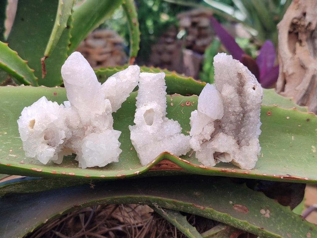 Natural Drusy Quartz Coated Calcite Pseudomorph Snow Finger Crystals x 12 From Albert's Mountain, Lesotho