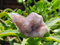 Natural Amethyst and Ametrine Spirit Clusters x12  From Boekenhouthoek, South Africa