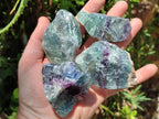 Natural Watermelon Fluorite Cobbed Specimens x 24 From Uis, Namibia