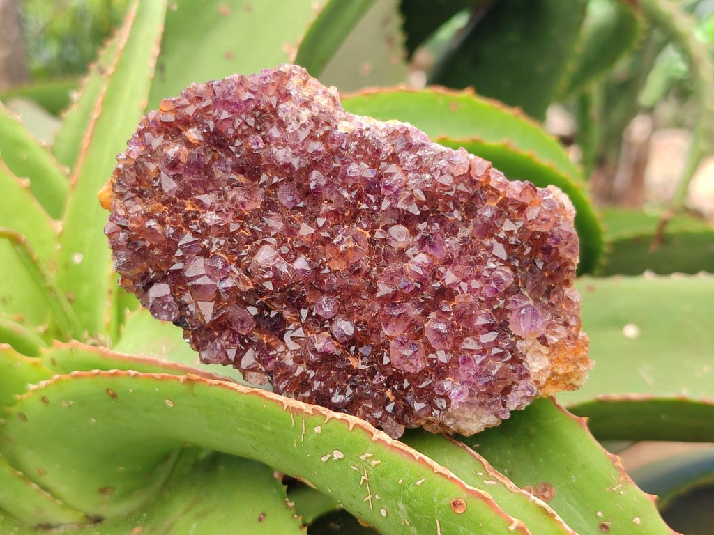 Natural Amethystos Amethyst Clusters x 6 From Kwaggafontein, South Africa