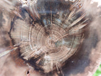 Polished On One Side Dadoxylon Petrified Wood Slices x 6 From Gokwe, Zimbabwe